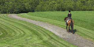 How Do Equine Dewormers Impact The Environment The Horse
