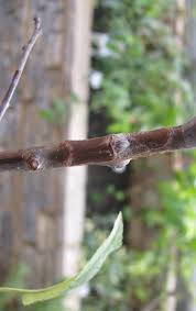 Tips and inspiration to get growing. The Bud Graft Or Chip Budding People S Trust For Endangered Species