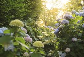 How should i water my garden. How Often Should I Water My Garden Hydrangea Express Co Uk
