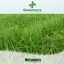 Image result for Urochloa dictyoneura