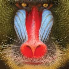 The Ferocious Mandrill Baboon Pics Info Neat Jpg Nature Bodybuilding Com Forums Mandrill Cool Album Covers Baboon
