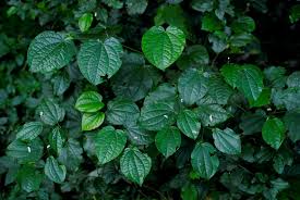 Image result for Piper capense