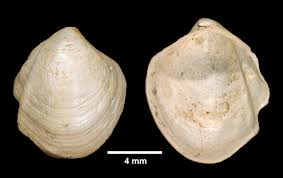 Image result for Tricalysia niamniamensis