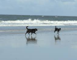 Uit wikipedia, de vrije encyclopedie. Kurzurlaub Mit Hund An Der Nordseekuste Holland Travel4dogs Hundereisen