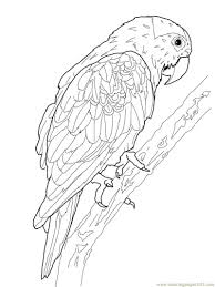 Kakapo Colouring Pages Page 2 Bird Coloring Pages Animal Coloring Pages Coloring Pages
