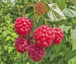 Learn how to plant, care for, and. Degroot Canby Thornless Raspberry 1 Plant Tsrscanb At Tractor Supply Co