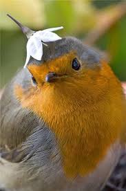 Cute Bird Wearing A Flower Hat Just Looking At This Makes Me Happy Pet Birds Cute Animals Beautiful Birds
