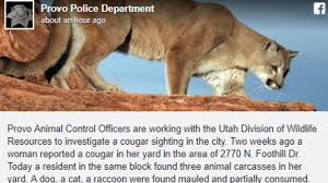 We did not find results for: Cougar Suspected Of Killing Small Animals Pets In Provo Kutv