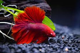7 Fishes That Can Live With Bettas In Small Tank Fish Tank Master