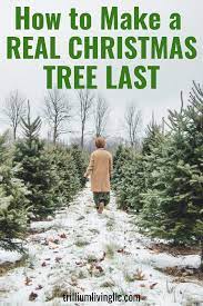 Real Christmas Trees Selecting And Care Tips Trillium Living Live Christmas Trees Real Christmas Tree Decorating Blogs