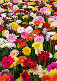 How To Care For And Grow Gerbera Daisies Types Of Daisies Gerbera Daisy Gerbera