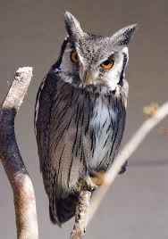 Image result for owl