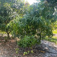 Image result for Mangifera indica