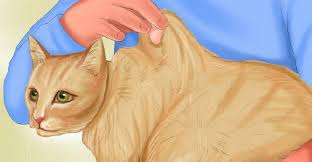 Maybe you would like to learn more about one of these? 15 à¸§ à¸˜ à¸ª à¸‡à¹€à¸à¸•à¸­à¸²à¸à¸²à¸£à¸› à¸§à¸¢à¸‚à¸­à¸‡à¹à¸¡à¸§ à¸— à¸—à¸²à¸ªà¹à¸¡à¸§à¸„à¸§à¸£à¸£ à¹€à¸­à¸²à¹„à¸§ Dog Vs Cat
