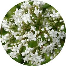 This plant produces racemes of small, cream and white flowers, although some variants are deep purple. 48 Types Of White Flowers Proflowers Blog