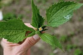 Image result for Galinsoga quadriradiata