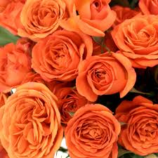 Red Orange Rose Flower Images