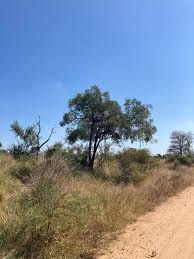 Image result for Fernandoa abbreviata