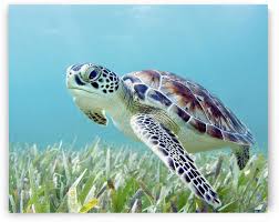 Hawaii Green Sea Turtle Chelonia Mydas An Endangered Species Pacificstock Canvas Artwork Sea Turtles Photography Baby Sea Turtles Green Sea Turtle