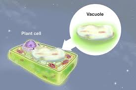 We did not find results for: Vacuoles In Animal Cells Are Different In Plant Cells