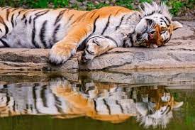 Enjoy premium online jigsaw puzzles! Sleeping Tiger Jigsaw Puzzle