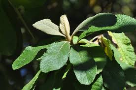 Image result for Tarchonanthus trilobus