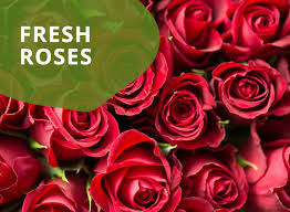 Browse the most recent logan, utah obituaries and condolences. Homepage New Flower Patch