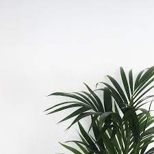Maybe you would like to learn more about one of these? Luminoth545 Plant Aesthetic Plant Wallpaper Green Aesthetic