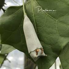 Image result for Gerrardanthus paniculatus