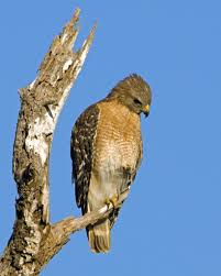 Florida Birds Of Prey Images Red Shouldered Hawk Buteo Lineatus Pet Birds Birds Of Prey Pretty Birds