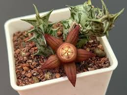 Image result for Duvalia polita