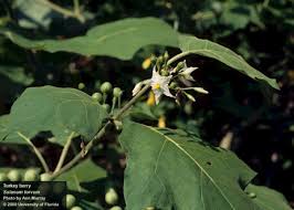 Image result for Solanum torvum