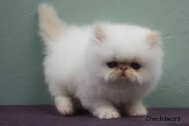 Choclobears Flame Point Kitten 6 Weeks Old Cute Little Animals Kittens Cutest Cute Animals