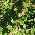 Image result for Grewia pachycalyx