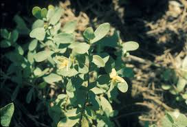 Image result for Oxyanthus strigosus