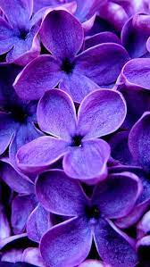 Purple Flowers Iphone Wallpaper Background Purple Flowers Purple Lilac Beautiful Flowers