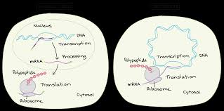 It is essential to differentiate between a phonetic transcription and a practical (or translation) transcription. Intro To Gene Expression Central Dogma Article Khan Academy