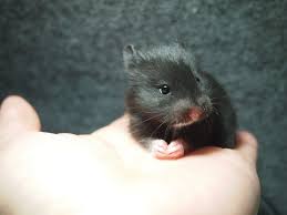Black And White Syrian Hamster 