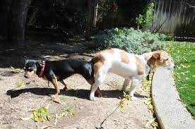 Neutered Male Dogs Can Still Have Sex Dr Sophia Yin
