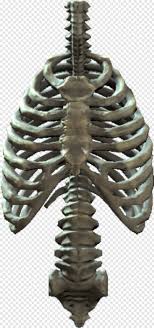 .human rib cage, find more high quality free transparent png clipart images on clipartmax! Rib Cage Ribcage Png Transparent Png 244x520 2272493 Png Image Pngjoy