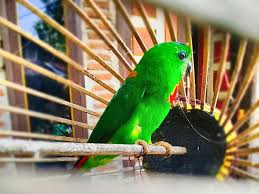 Maybe you would like to learn more about one of these? Kisah Sedih Seekor Burung Yang Terkurung The Sad Story Of A Caged Bird Steemit