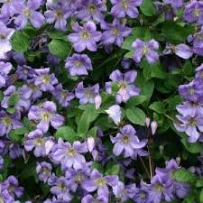 We did not find results for: Clematis Viticella Prince Charles Clematis Prince Charles In Gardentags Plant Encyclopedia