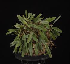 Image result for Bulbophyllum maximum
