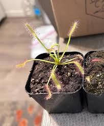 Image result for Rotala capensis