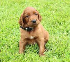 Ranger Akc Male Irish Setter Puppy For Sale Shipshewana In Irishsetter Irishsetterpuppies Irishse Setter Puppies Irish Setter Puppy Irish Setter Dogs