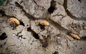 Cicadas spend most of their life underground. The Cicadas Have Emerged In Maryland Here S What You Need To Know About Brood X Baltimore Sun