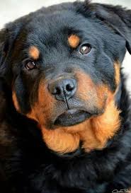 Resume Template Professional Resume Resume Cover Letter 3 Pages Pack Creative Resume Template For Word Instant Download Resume In 2020 Rottweiler Puppies Dog Breeds Dogs