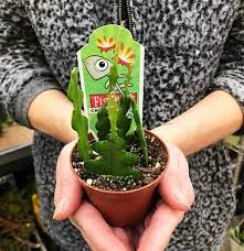 In this simple tutorial, i will show you how to sew ric rac 4 different ways so you. Fishbone Cactus How To Grow And Care Of Ric Rac Cactus Plant