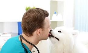 Hello, i've got two placid 2 year old ragdoll cats who require grooming. Abu Dhabi Dog Grooming Coupons And Vouchers Save Up To 70 On Dog Grooming In Abu Dhabi With Groupon Ae