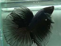 Betta Halfmoon Black Melano By Bettax Argentina Betta Betta Fish Betta Fish Care